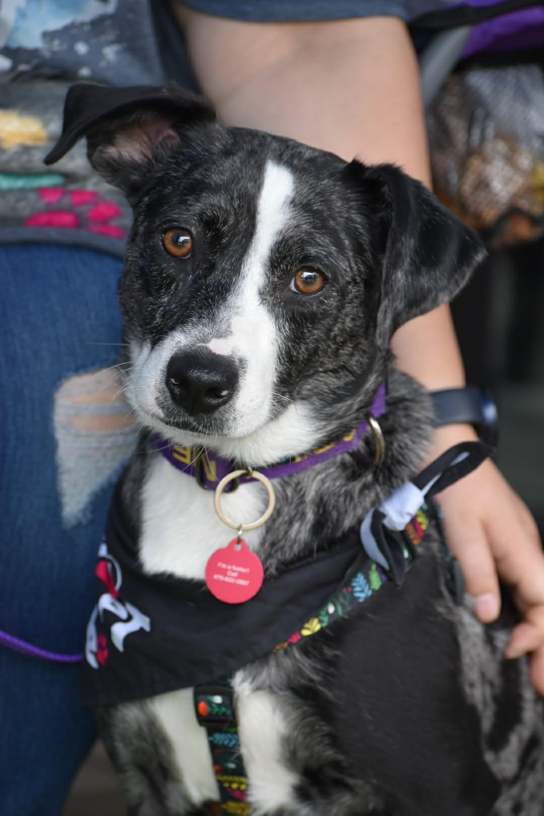 Enlarge Grizelda, a Adoptable mixed breed in Auburn, GA image 3/3