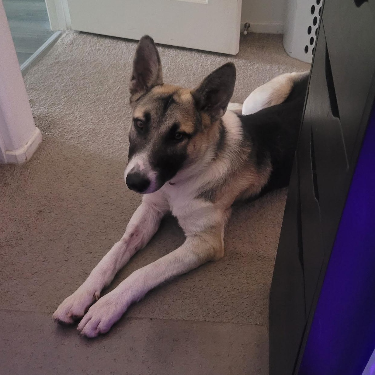 Enlarge Wilson, a Adoptable mixed breed in Whittier, CA image 2/3