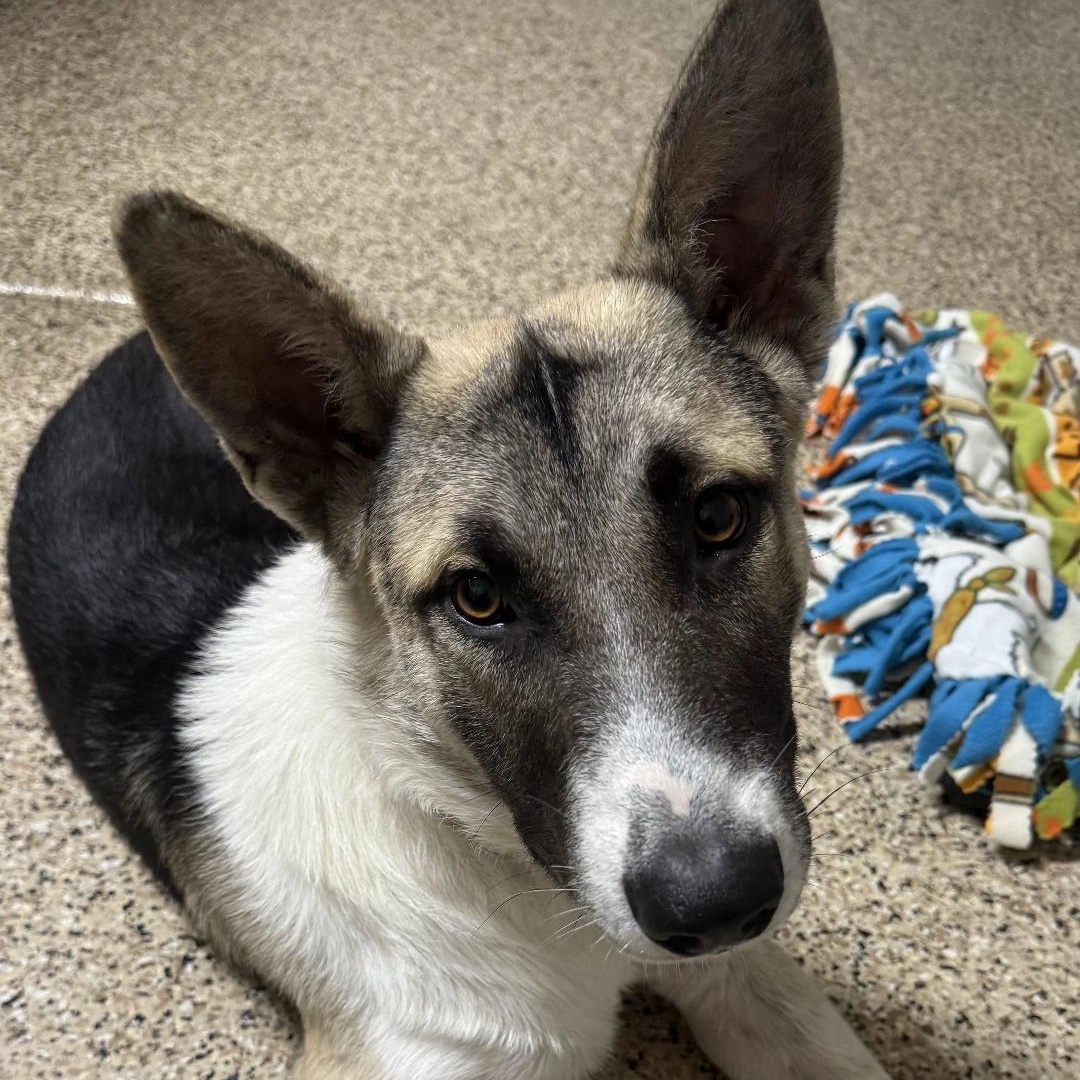 Wilson, Adoptable, Young Male Akita & Belgian Shepherd / Malinois.