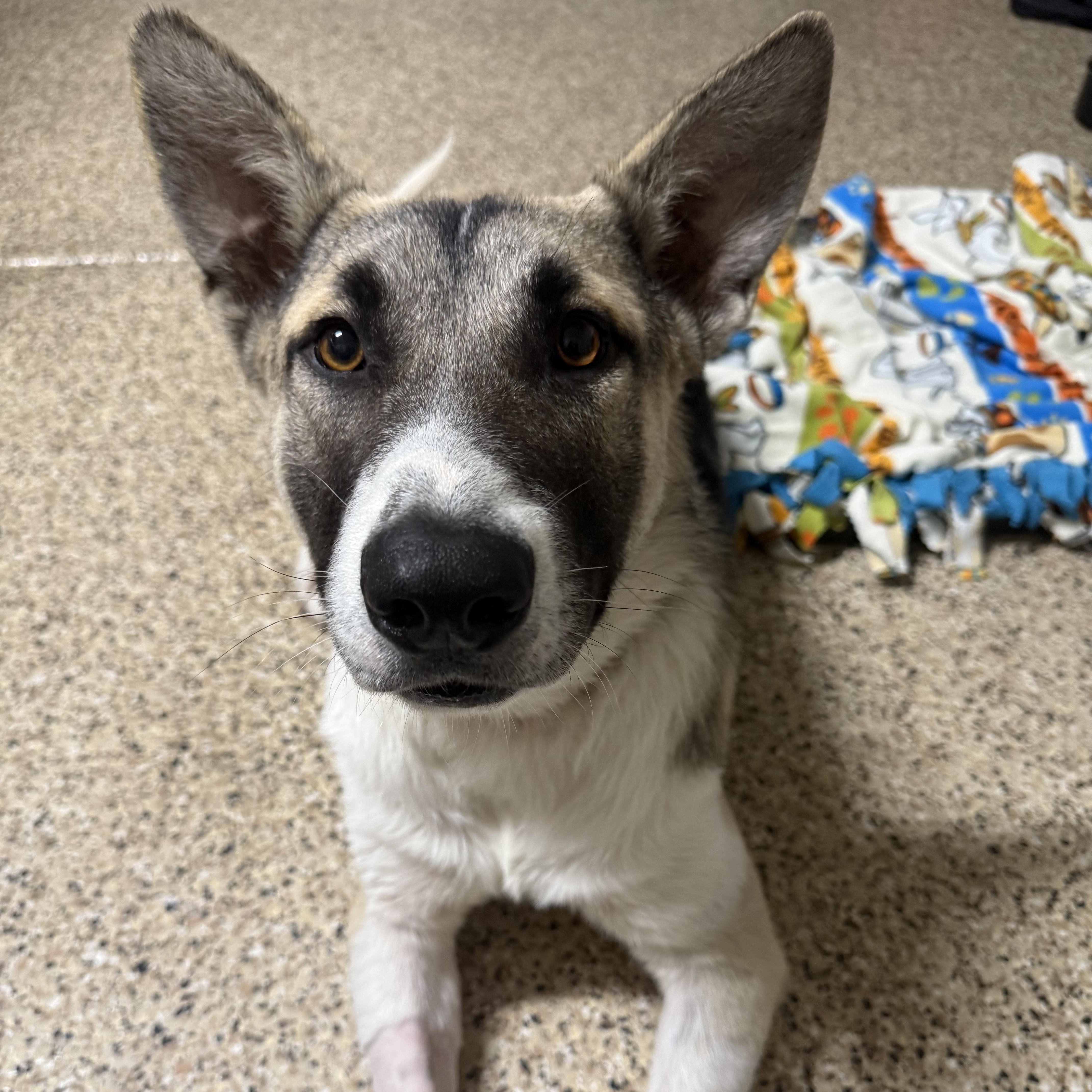 Enlarge Wilson, a Adoptable mixed breed in Whittier, CA image 3/3