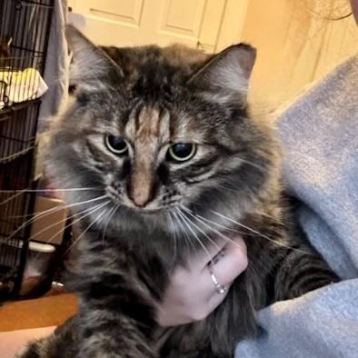 Enlarge Marigold 3, a Adoptable Domestic Medium Hair in Albany, NY image 3/6