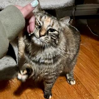 Enlarge Marigold 3, a Adoptable Domestic Medium Hair in Albany, NY image 4/6
