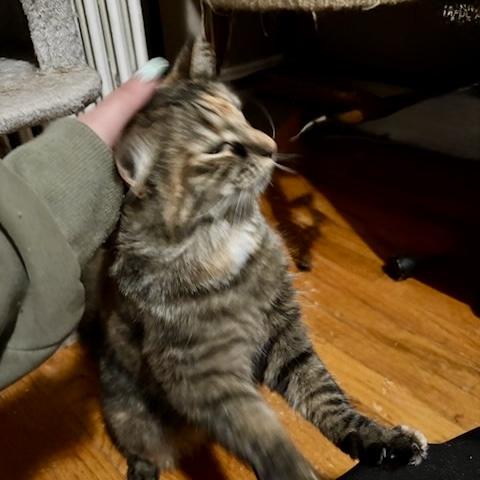 Enlarge Marigold 3, a Adoptable Domestic Medium Hair in Albany, NY image 5/6