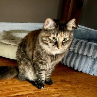 Marigold 3, Adoptable, Adult Female Domestic Medium Hair.