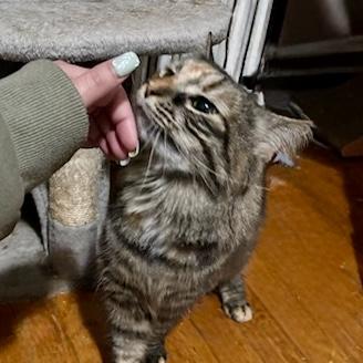 Enlarge Marigold 3, a Adoptable Domestic Medium Hair in Albany, NY image 6/6
