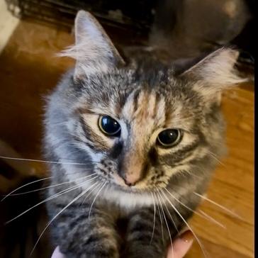 Enlarge Marigold 3, a Adoptable Domestic Medium Hair in Albany, NY image 2/6