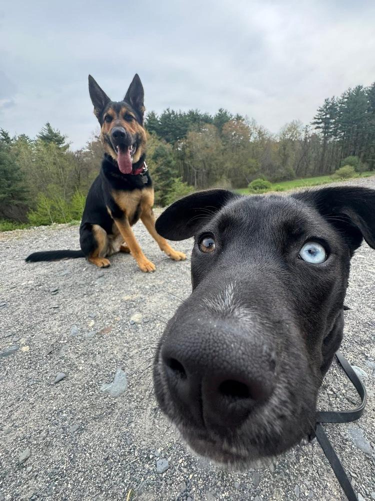 Heinz Ketchup, Adoptable, Puppy Male Shepherd & Mixed Breed.