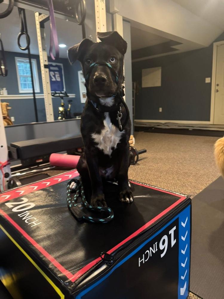 Enlarge Heinz Ketchup, a Adoptable mixed breed in Saugus, MA image 2/6