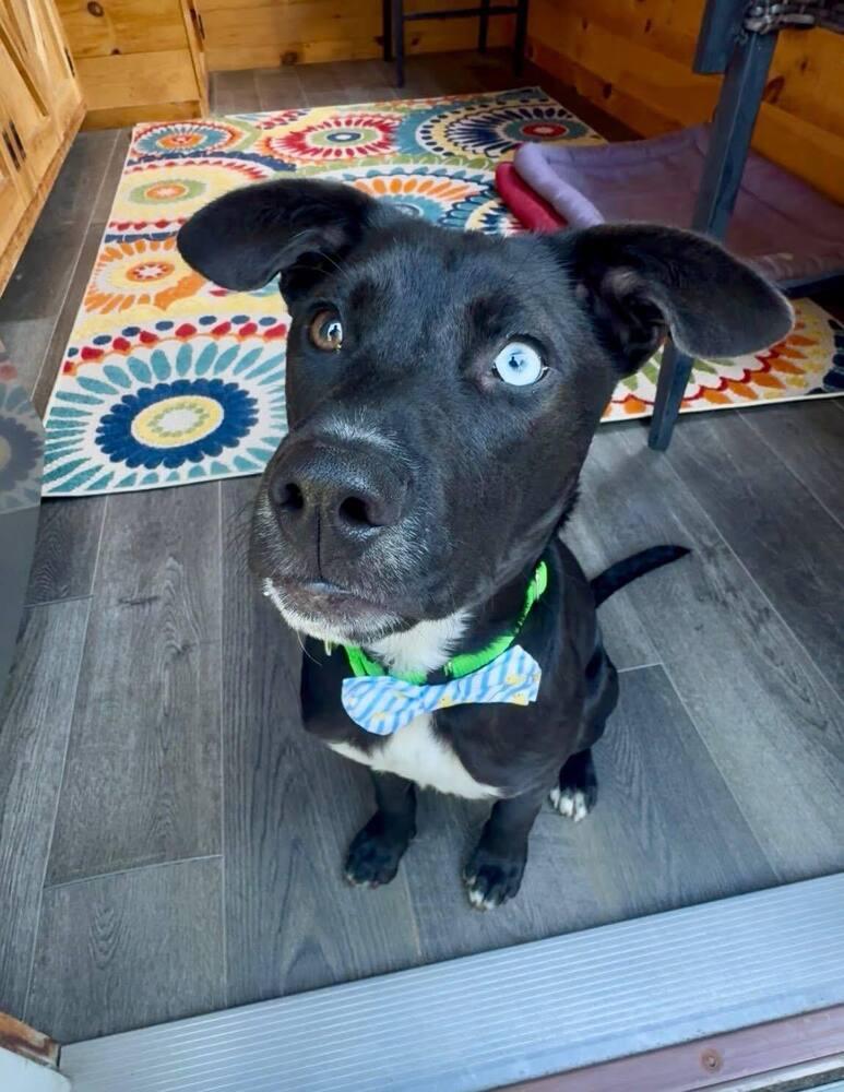 Enlarge Heinz Ketchup, a Adoptable mixed breed in Saugus, MA image 2/6