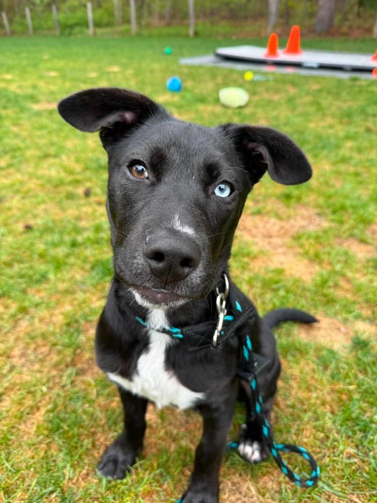 Enlarge Heinz Ketchup, a Adoptable mixed breed in Saugus, MA image 3/6