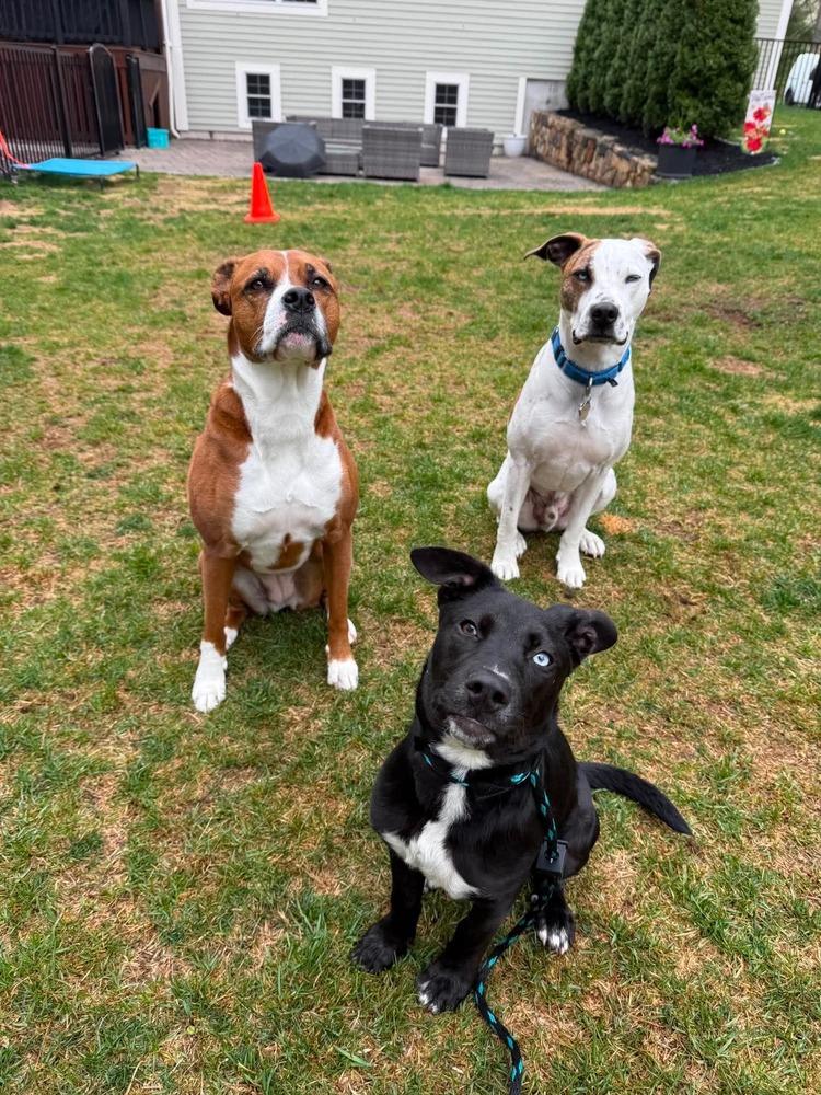 Enlarge Heinz Ketchup, a Adoptable mixed breed in Saugus, MA image 5/6
