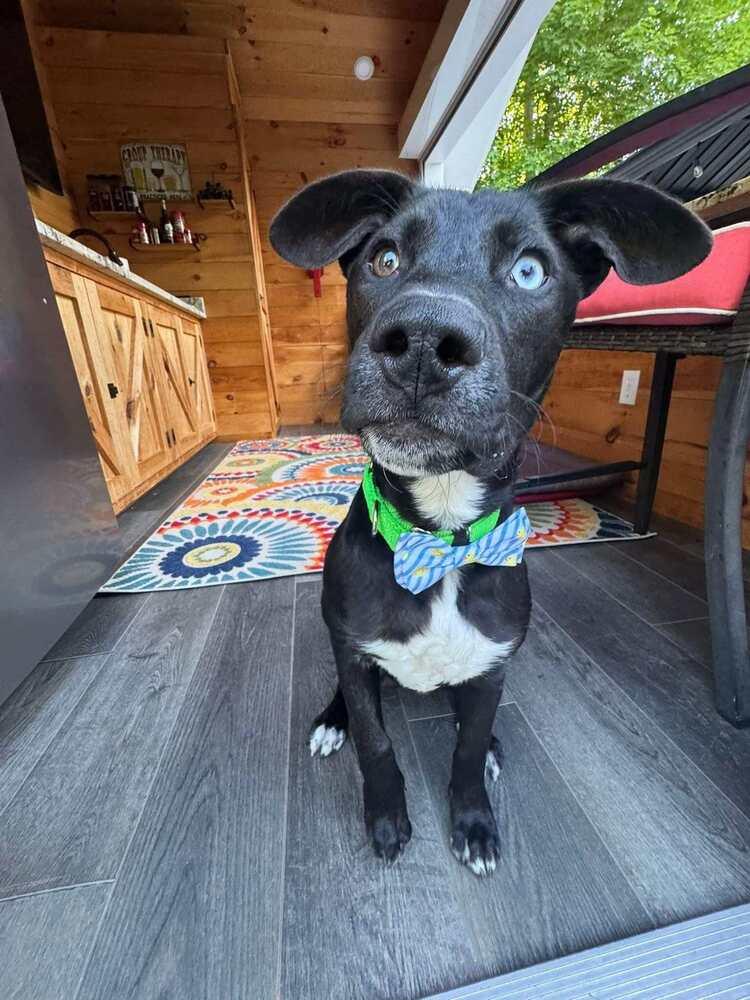 Enlarge Heinz Ketchup, a Adoptable mixed breed in Saugus, MA image 4/6