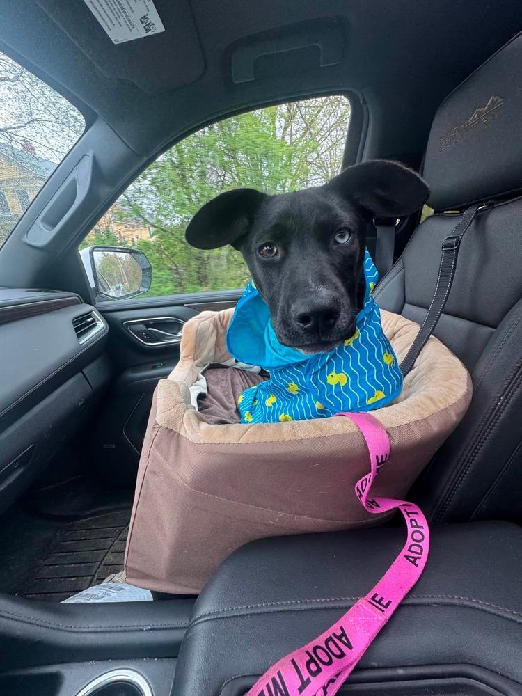 Enlarge Heinz Ketchup, a Adoptable mixed breed in Saugus, MA image 6/6