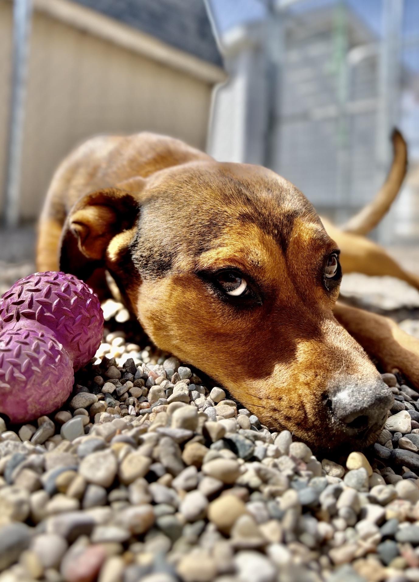 Enlarge Jade, a Adoptable mixed breed in Oxford, MI image 1/5