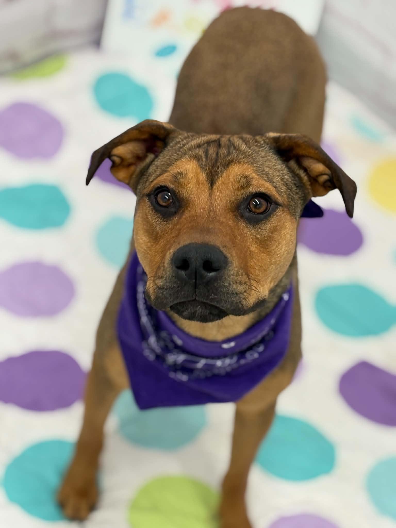 Enlarge Jade, a Adoptable mixed breed in Oxford, MI image 5/5