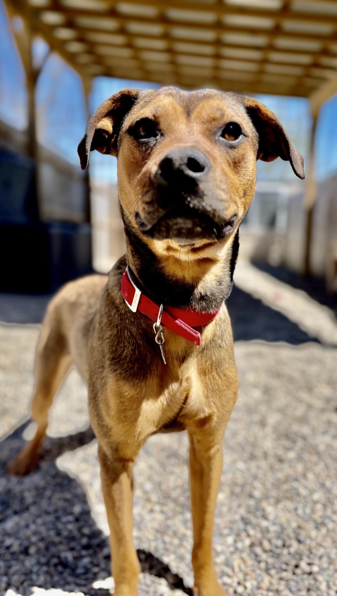 Enlarge Jade, a Adoptable mixed breed in Oxford, MI image 3/5