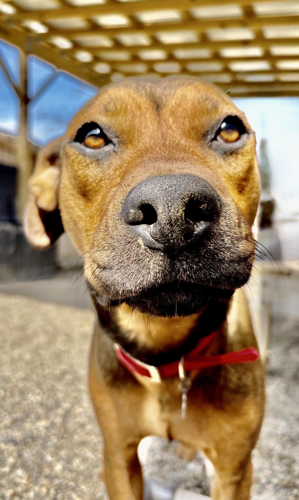 Enlarge Jade, a Adoptable mixed breed in Oxford, MI image 2/5