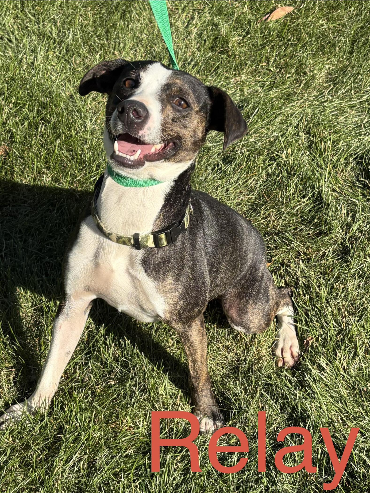 Enlarge Relay, a Adoptable mixed breed in Zimmerman, MN image 1/2