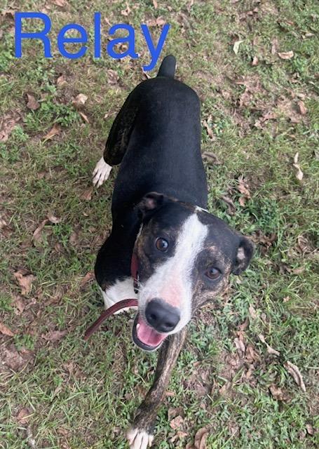 Enlarge Relay, a Adoptable mixed breed in Zimmerman, MN image 2/2
