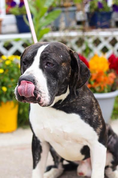 Enlarge Johnathan, an adopted Presa Canario in Toledo, OH image 5/5