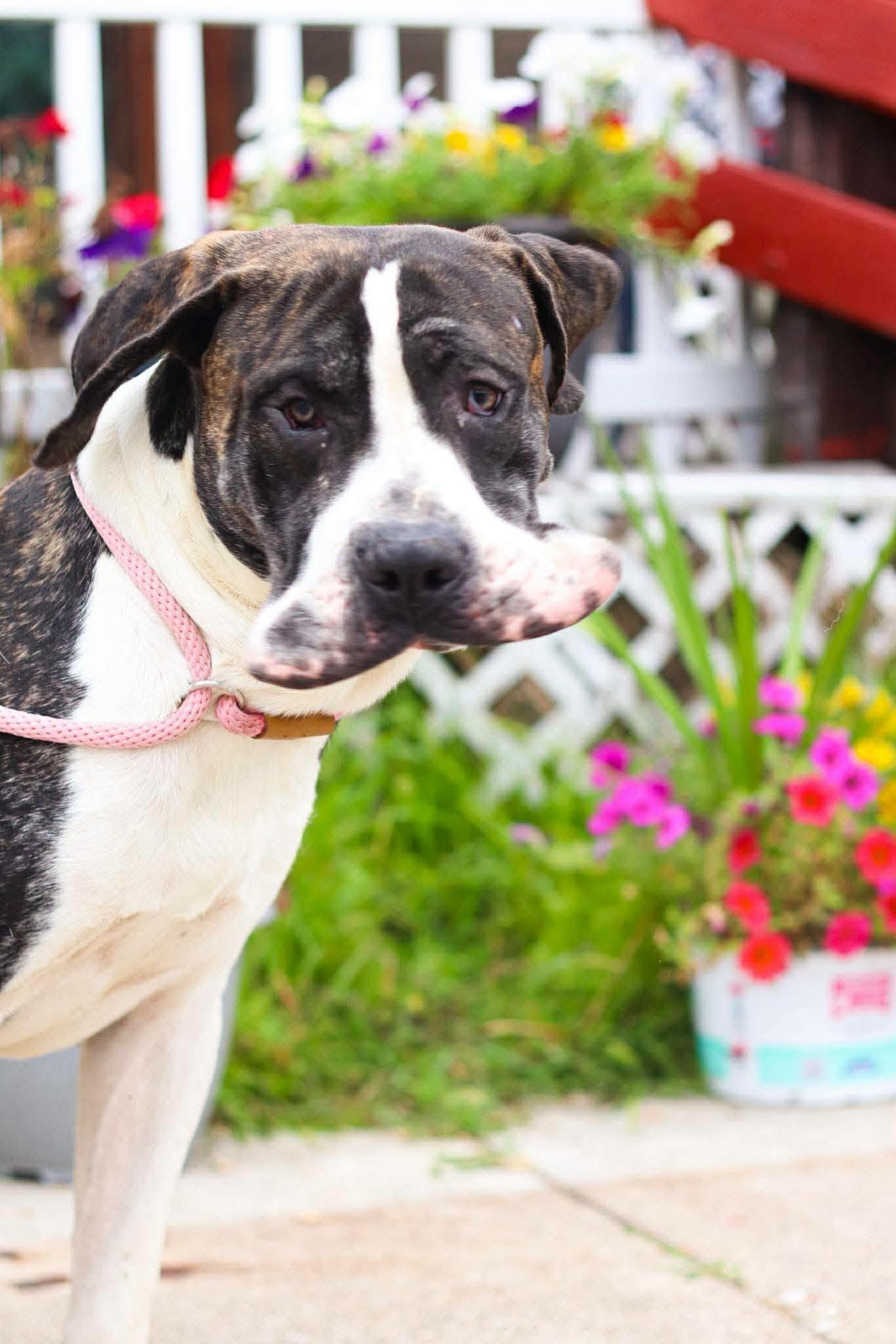 Enlarge Johnathan, an adopted Presa Canario in Toledo, OH image 2/5