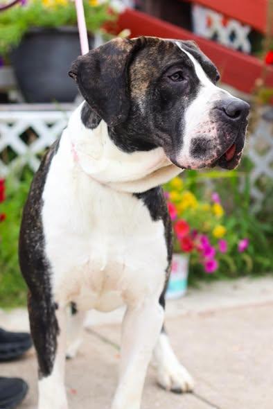 Enlarge Johnathan, an adopted Presa Canario in Toledo, OH image 4/5