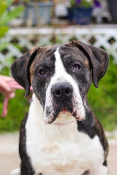 Enlarge Johnathan, an adopted Presa Canario in Toledo, OH image 1/5
