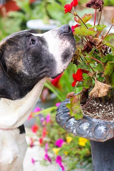 Enlarge Johnathan, an adopted Presa Canario in Toledo, OH image 3/5