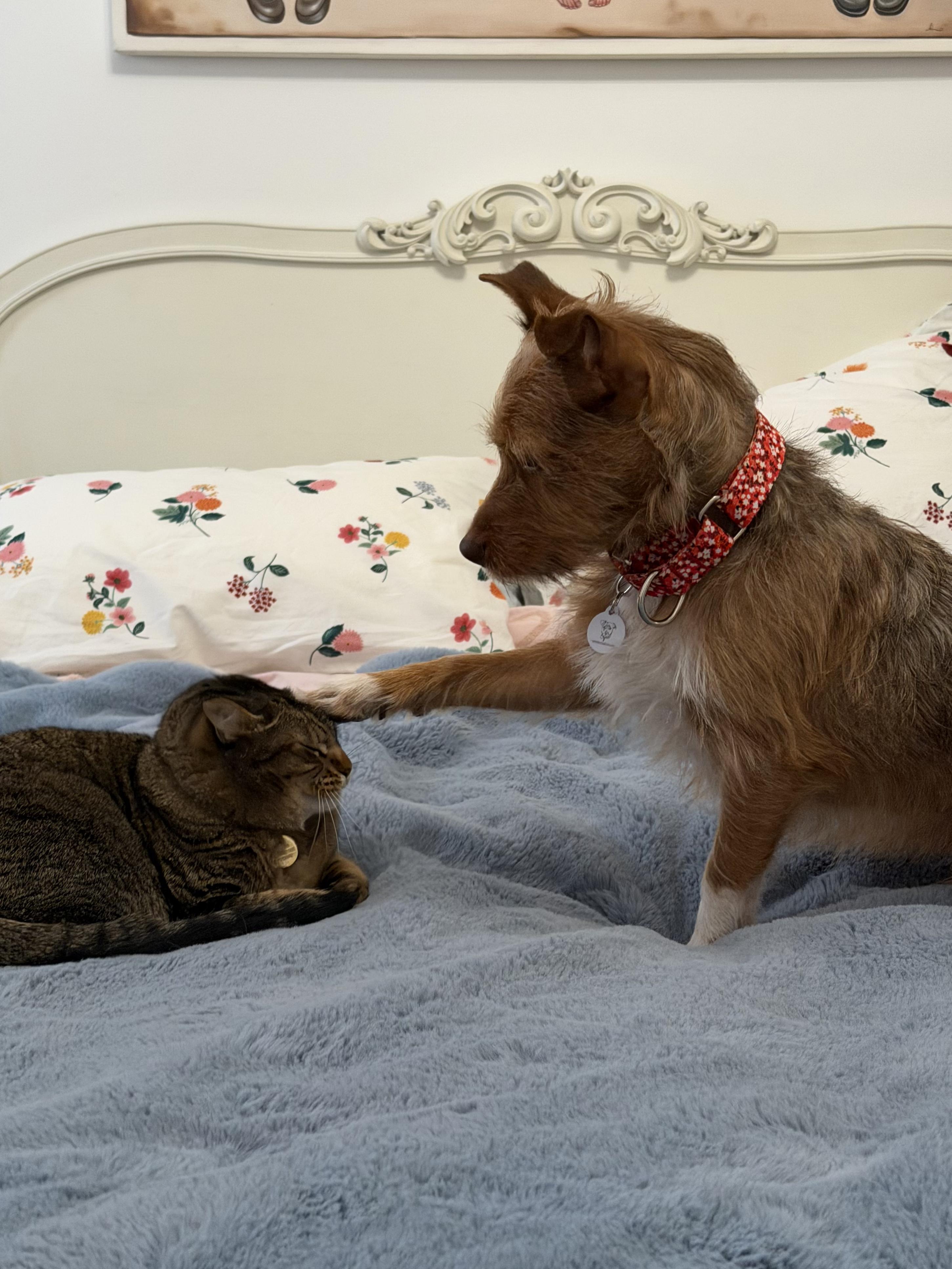 Enlarge Teddy, a ADOPTABLE mixed breed in West Hollywood, CA image 3/5