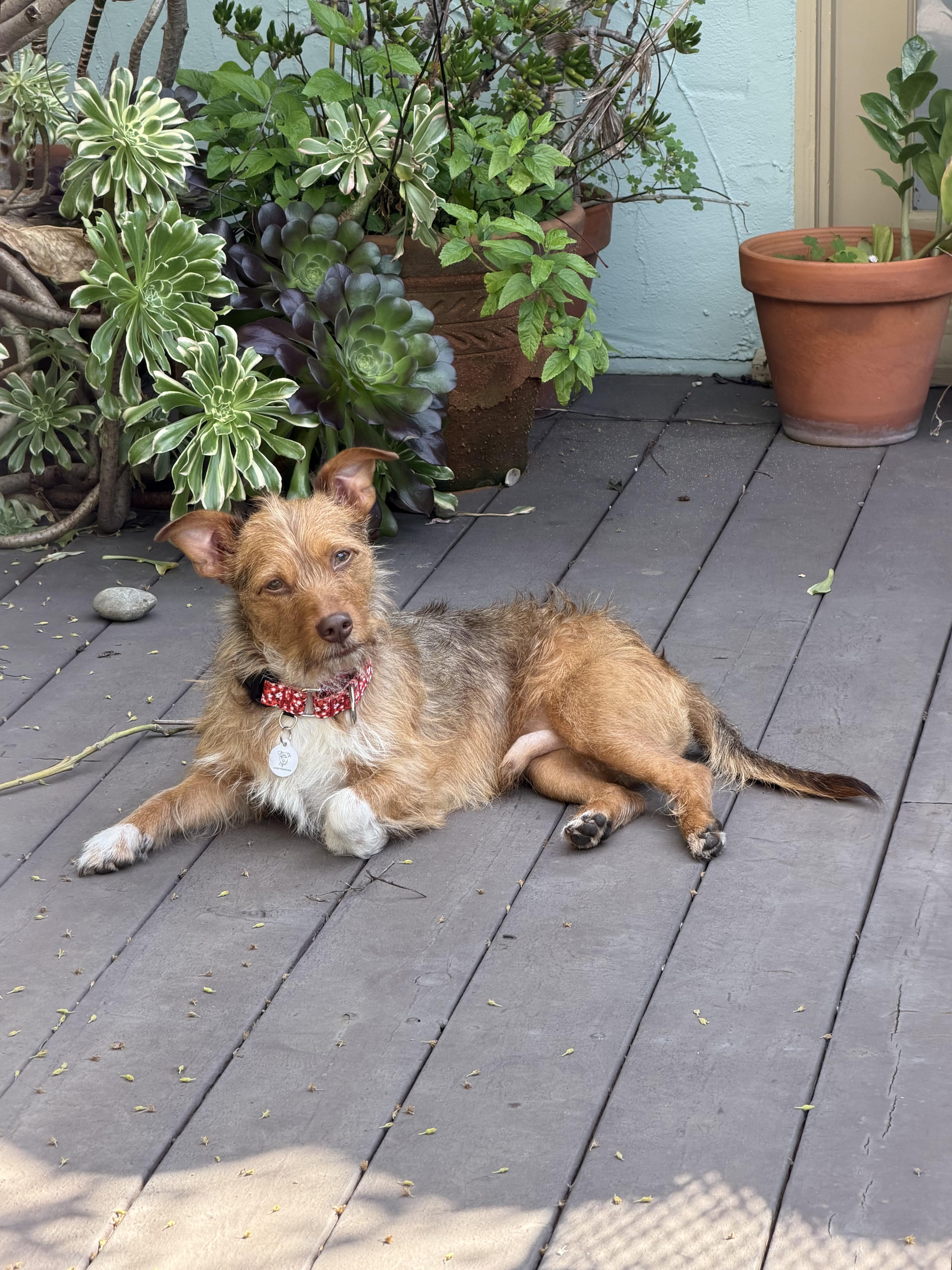 Enlarge Teddy, a ADOPTABLE mixed breed in West Hollywood, CA image 5/5