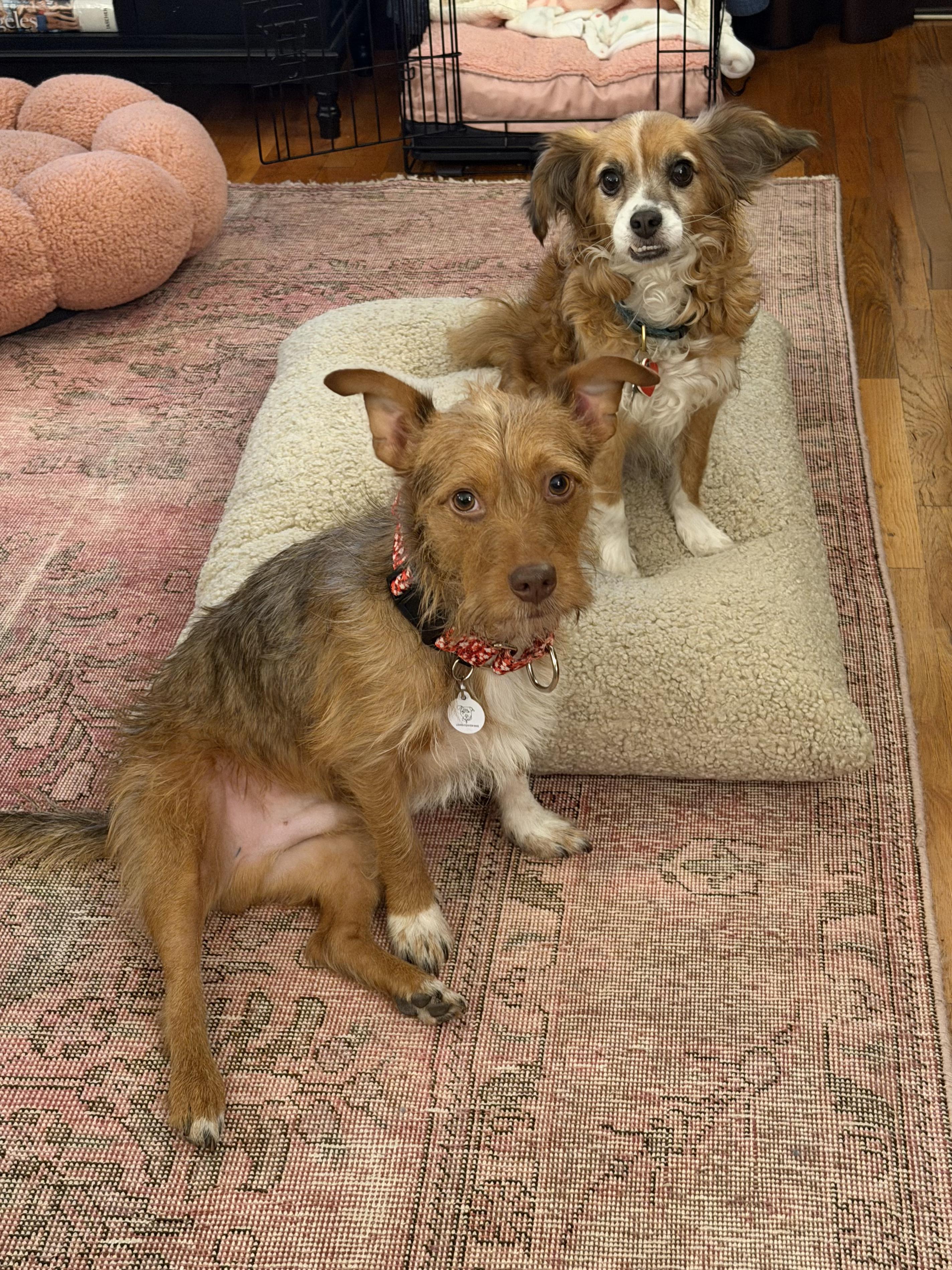 Enlarge Teddy, a ADOPTABLE mixed breed in West Hollywood, CA image 2/5