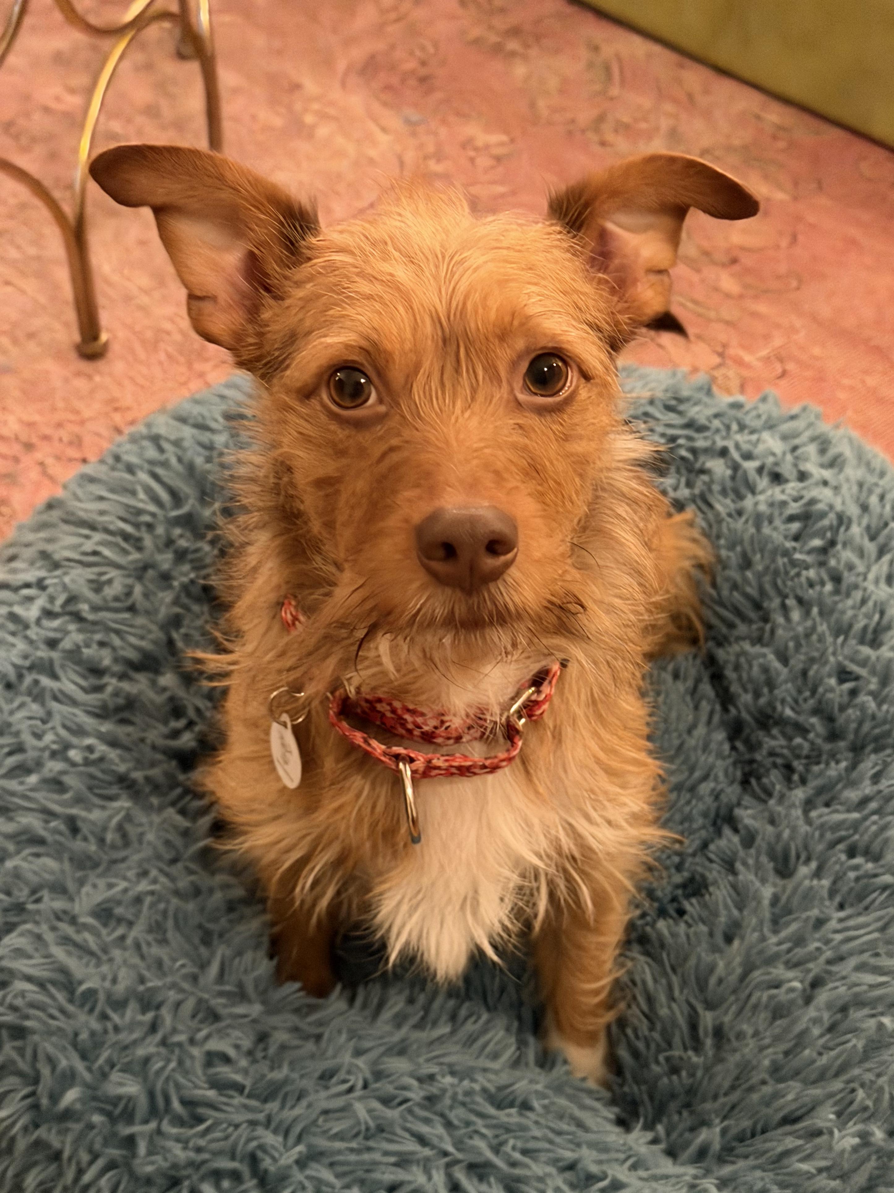 Enlarge Teddy, a ADOPTABLE mixed breed in West Hollywood, CA image 4/5