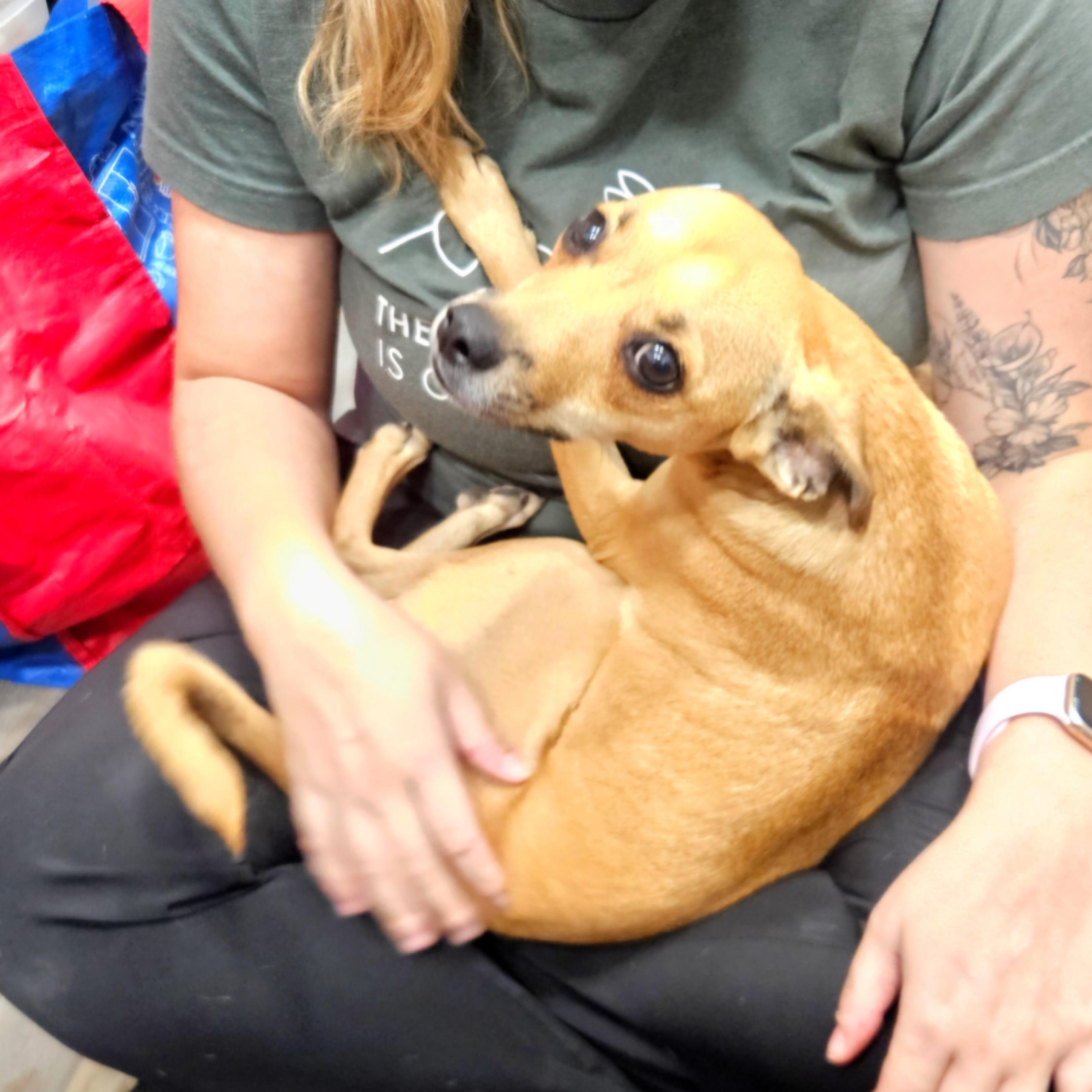 Enlarge Obi, an adopted mixed breed in CORPUS CHRISTI, TX image 6/6