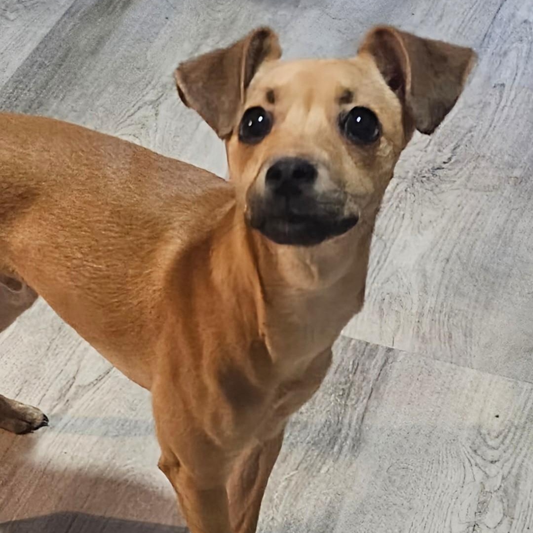 Enlarge Obi, an adopted mixed breed in CORPUS CHRISTI, TX image 1/6