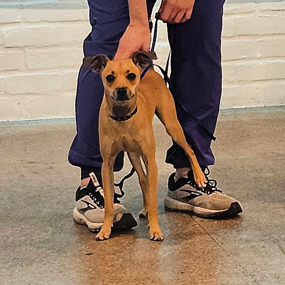 Enlarge Obi, an adopted mixed breed in CORPUS CHRISTI, TX image 4/6