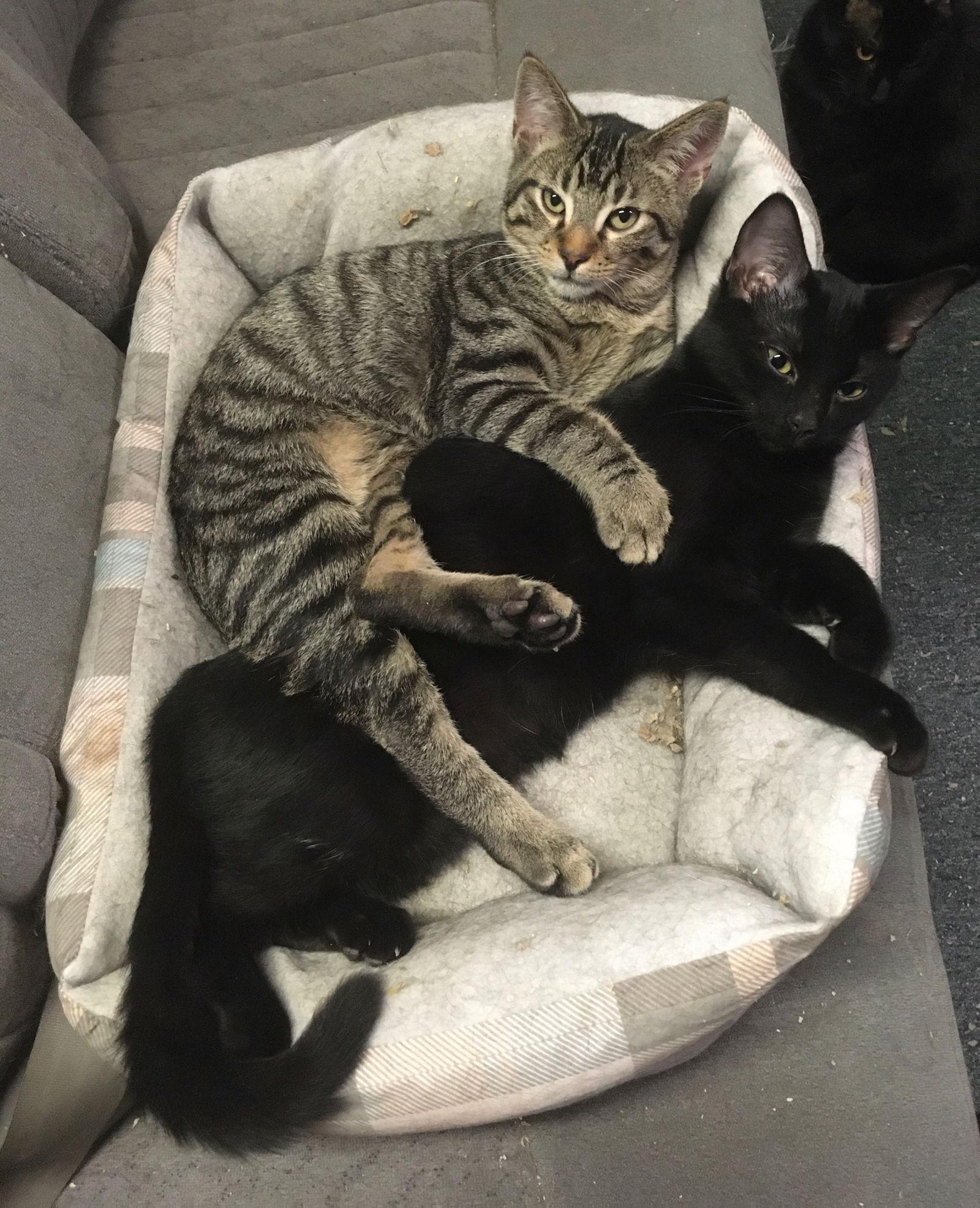 Ricardo, Adoptable, Adult Male Domestic Short Hair.