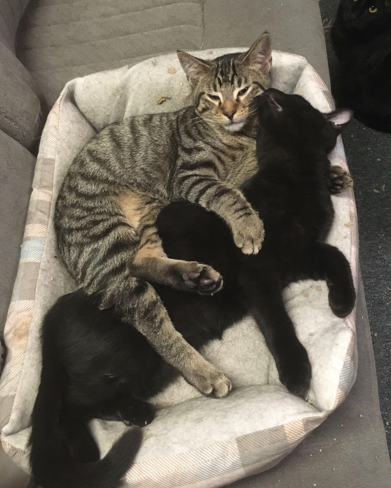 Ricardo, a Adoptable Domestic Short Hair in Macedonia, OH image 2/3