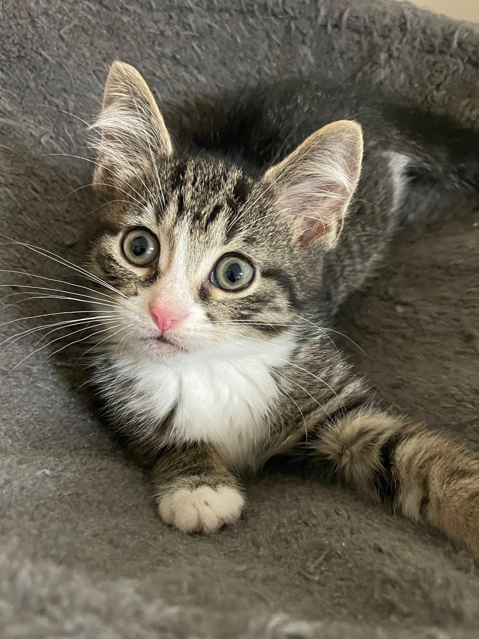 Pedro, adopted, Kitten Male Domestic Short Hair.