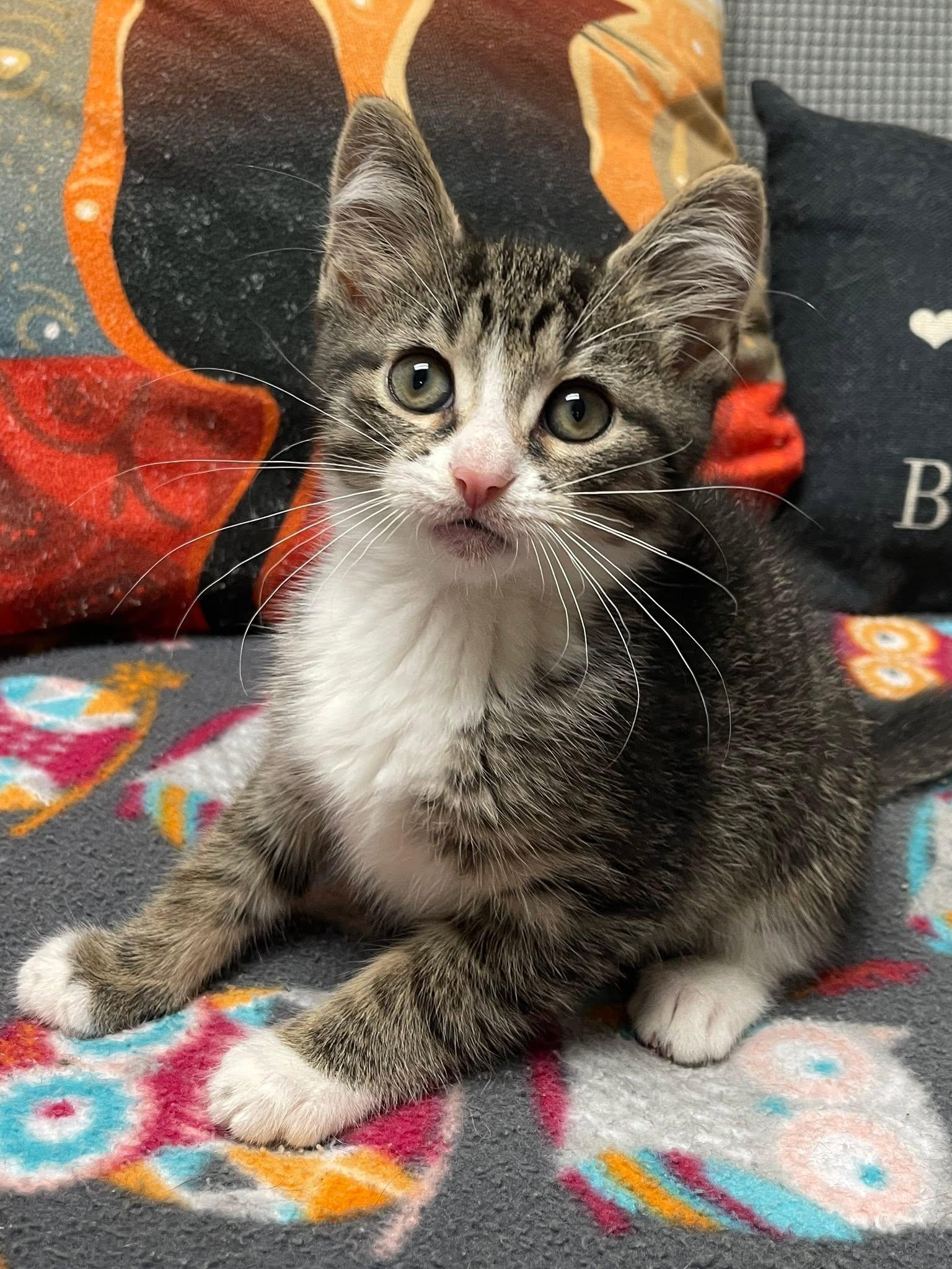 Enlarge Pedro, an adopted Domestic Short Hair in Sterling Heights, MI image 3/3