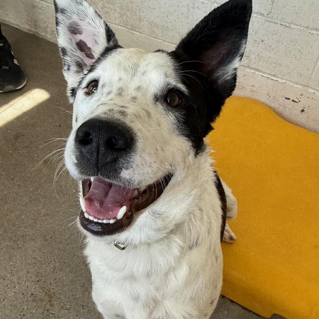 Rocco, a Adoptable Mixed Breed in Las Cruces, NM image 1/6