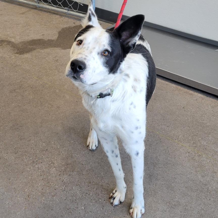 Rocco, a Adoptable Mixed Breed in Las Cruces, NM image 2/6