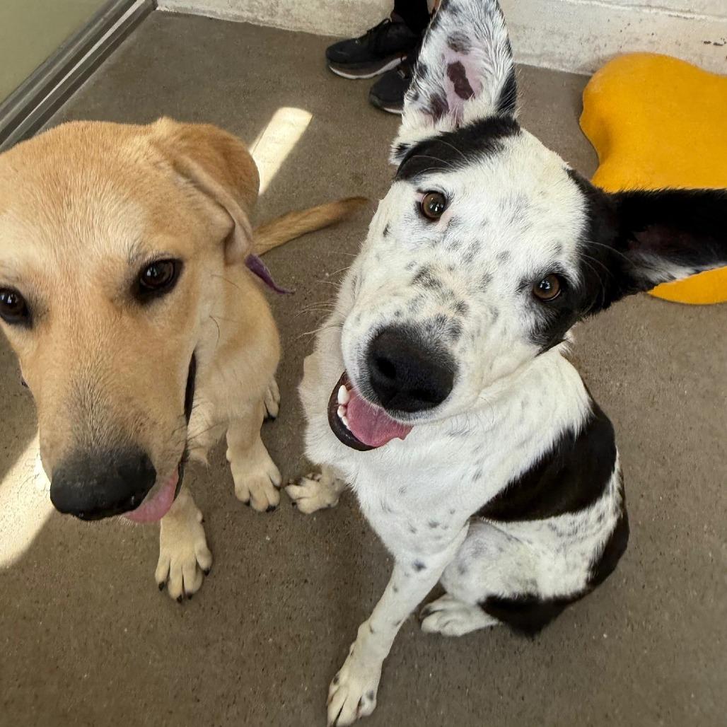 Rocco, a Adoptable Mixed Breed in Las Cruces, NM image 3/6