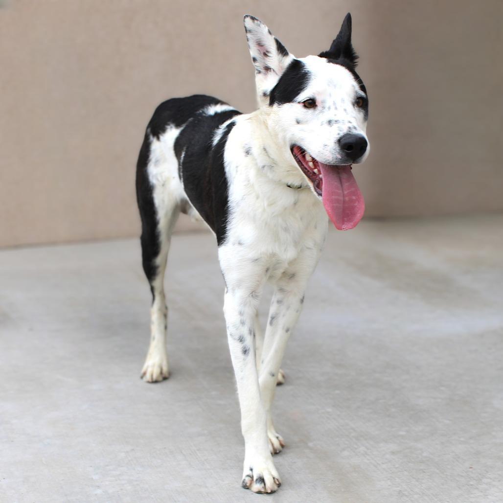 Rocco, a Adoptable Mixed Breed in Las Cruces, NM image 4/6