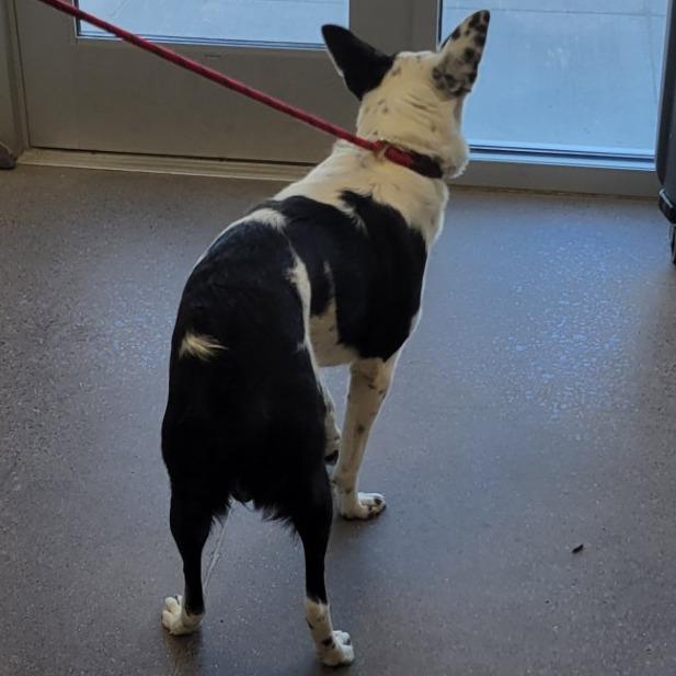 Rocco, a Adoptable Mixed Breed in Las Cruces, NM image 5/6