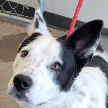 Rocco, a Adoptable Mixed Breed in Las Cruces, NM image 6/6