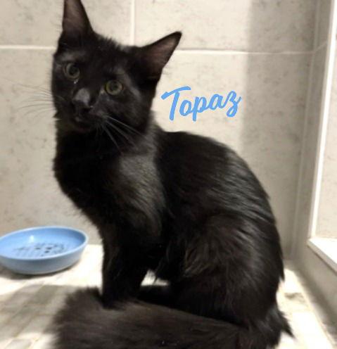 Topaz #car-stowaway, Adopted, Young Female Maine Coon & Domestic Long Hair.