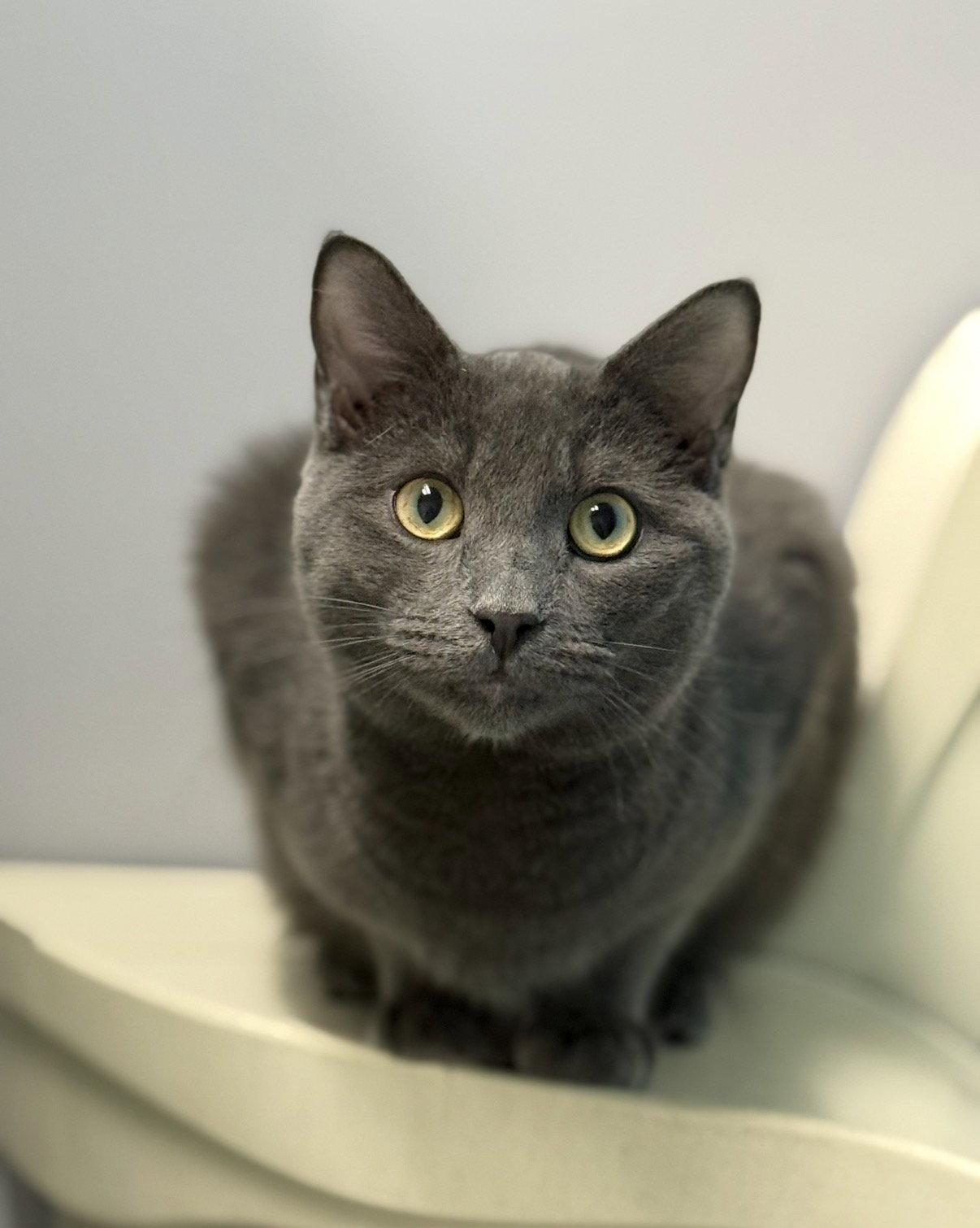 Milo, a Adopted Domestic Short Hair in Newtown Square, PA image 1/3