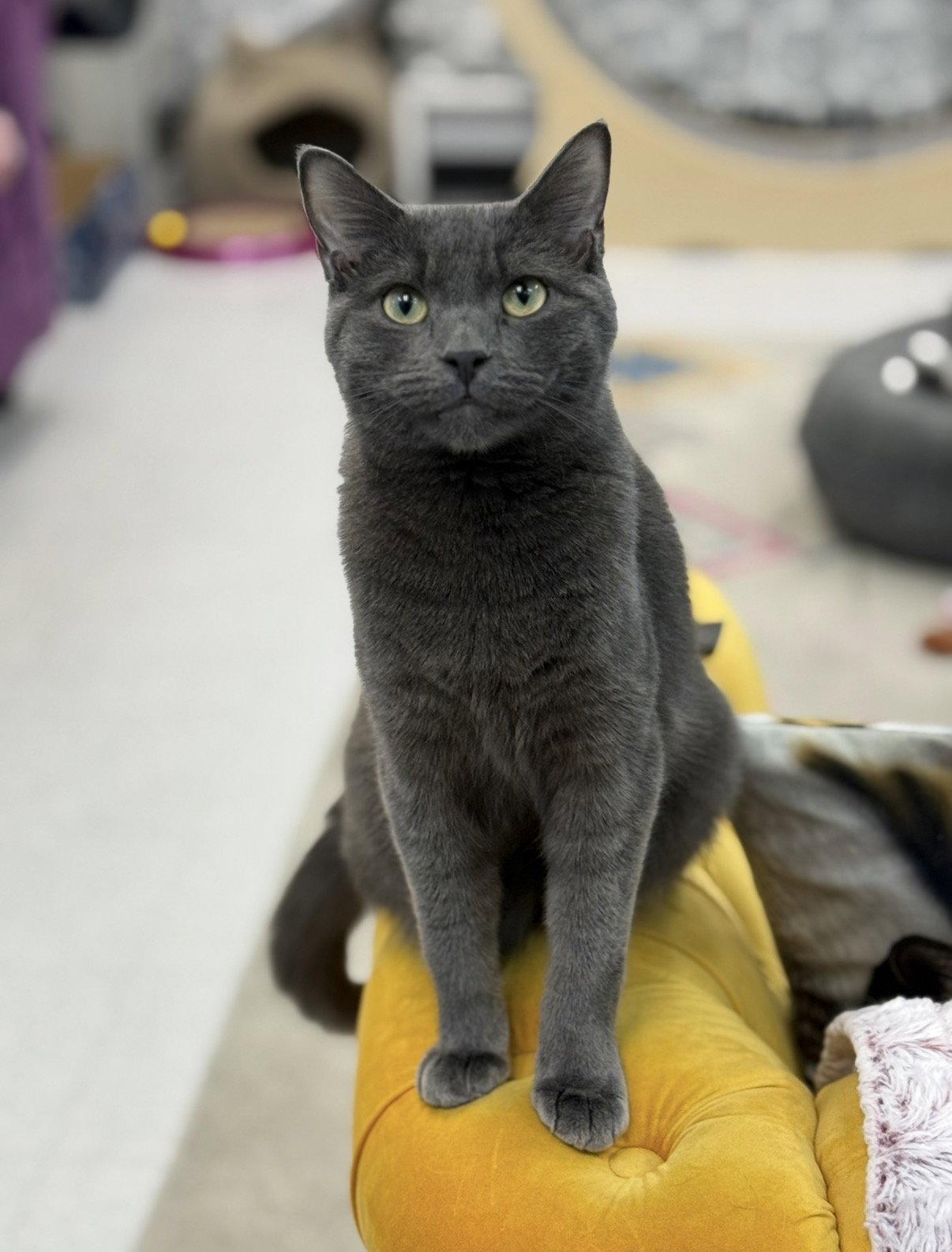 Milo, a Adopted Domestic Short Hair in Newtown Square, PA image 3/3