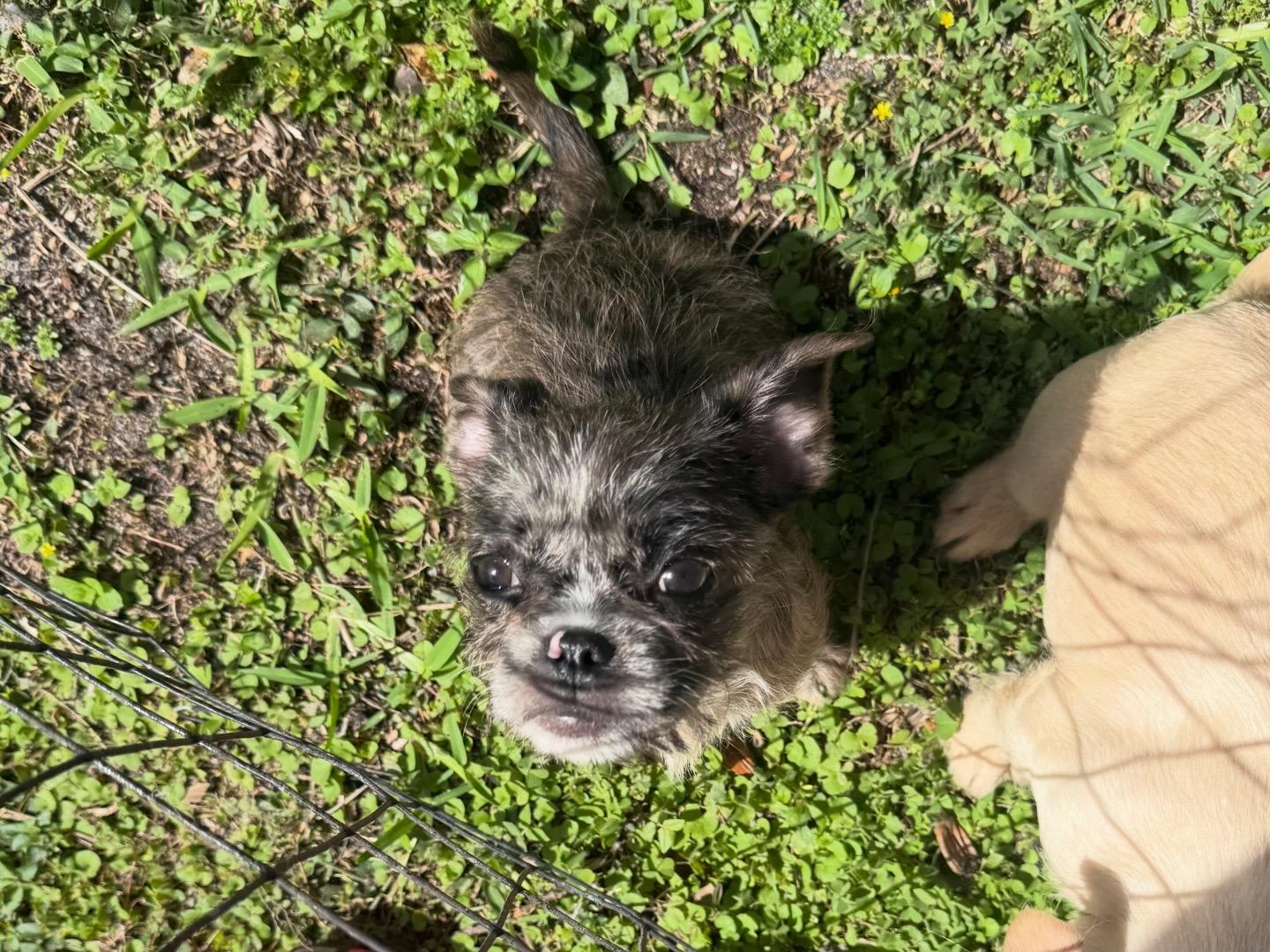 Enlarge Maxine, an adopted mixed breed in North Miami, FL image 1/5