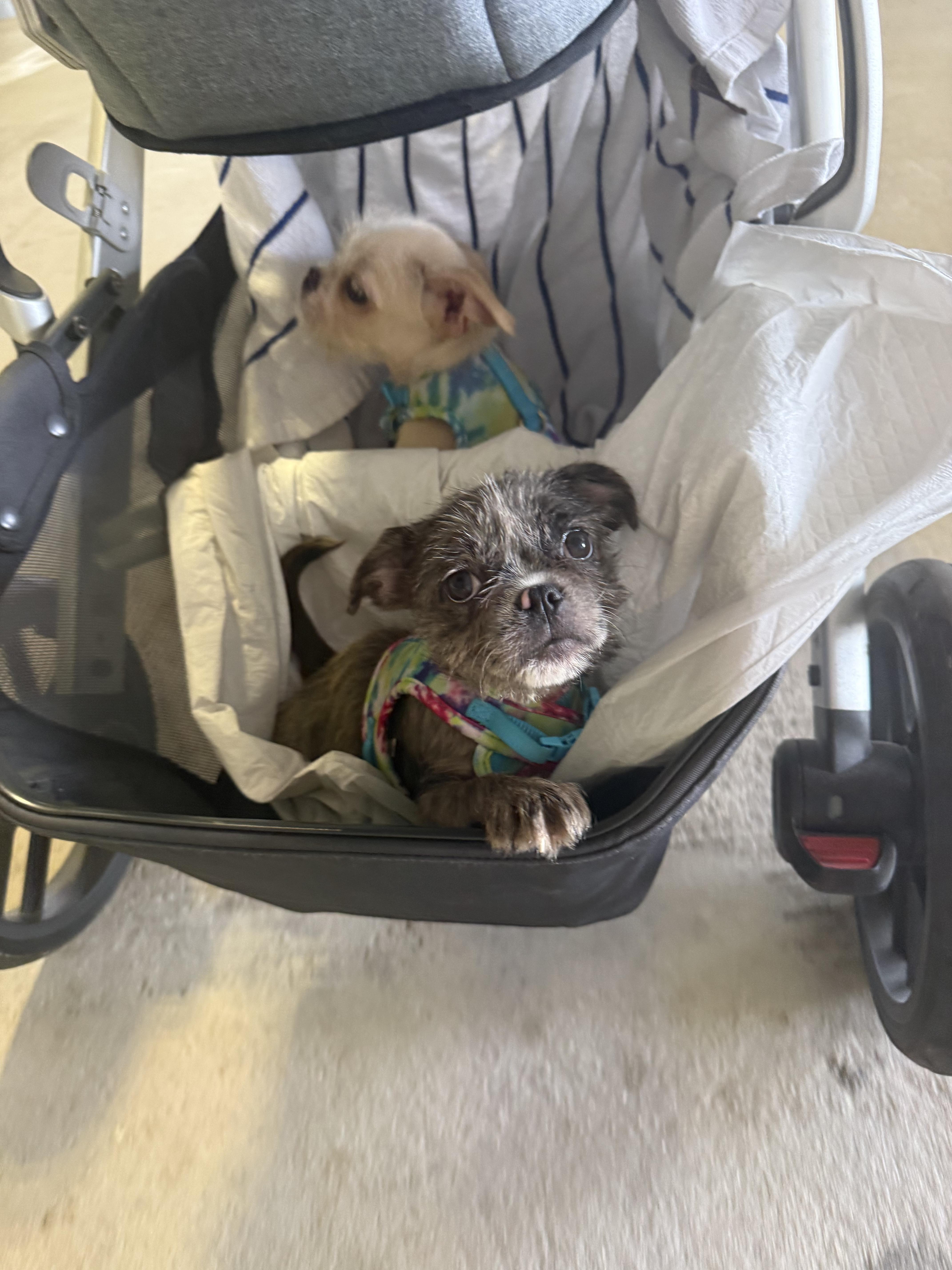 Enlarge Maxine, an adopted mixed breed in North Miami, FL image 4/5